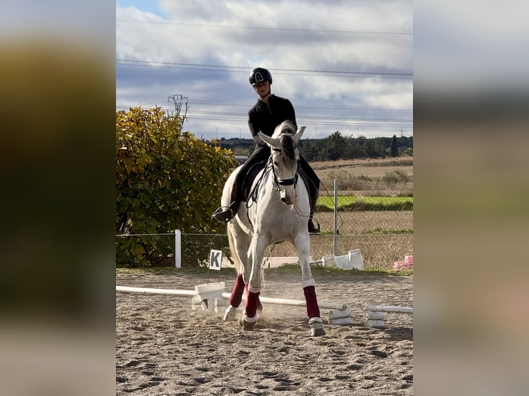 PRE Mix Wallach 11 Jahre 169 cm Schimmel in San Sebastian De Los Reyes