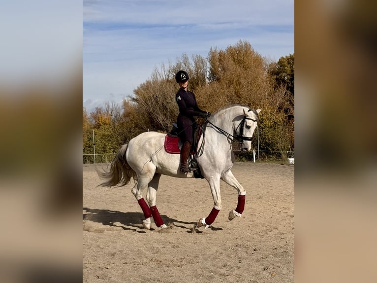 PRE Mix Wallach 11 Jahre 169 cm Schimmel in San Sebastian De Los Reyes