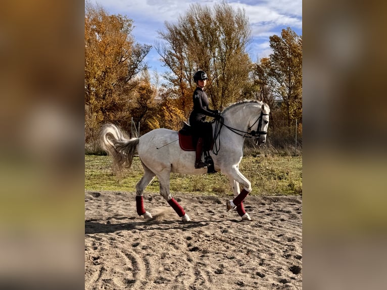 PRE Mix Wallach 11 Jahre 169 cm Schimmel in San Sebastian De Los Reyes