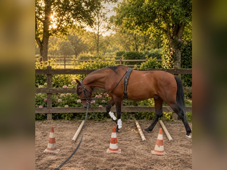 PRE Wallach 11 Jahre 170 cm Brauner in Herzberg am Harz