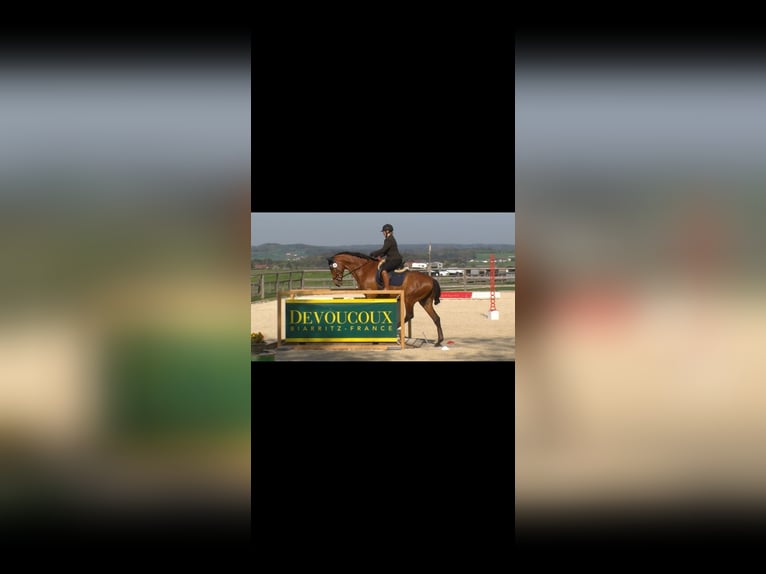 PRE Wallach 11 Jahre 170 cm Brauner in Waldkirchen