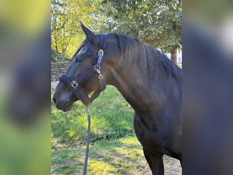 PRE Mix Wallach 11 Jahre 170 cm Dunkelbrauner in Kempten