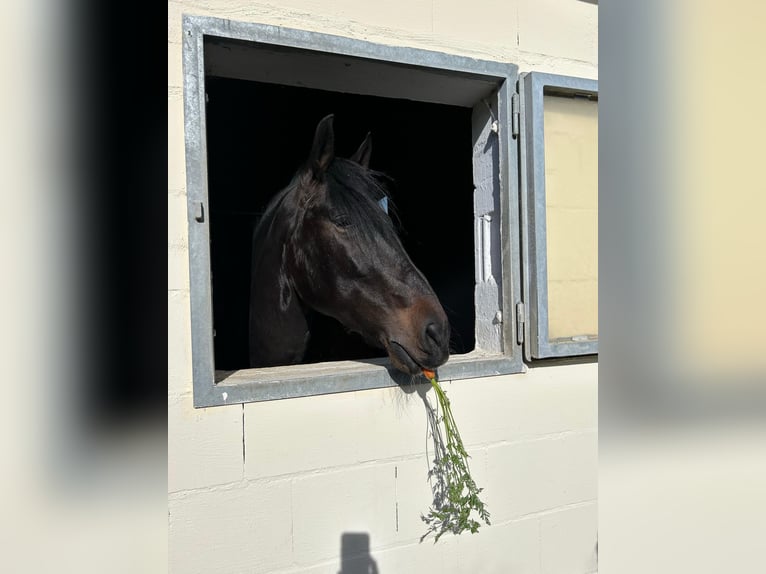 PRE Mix Wallach 11 Jahre 170 cm Dunkelbrauner in Kempten