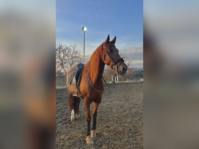 PRE Wallach 11 Jahre 170 cm Fuchs in Sentmenat