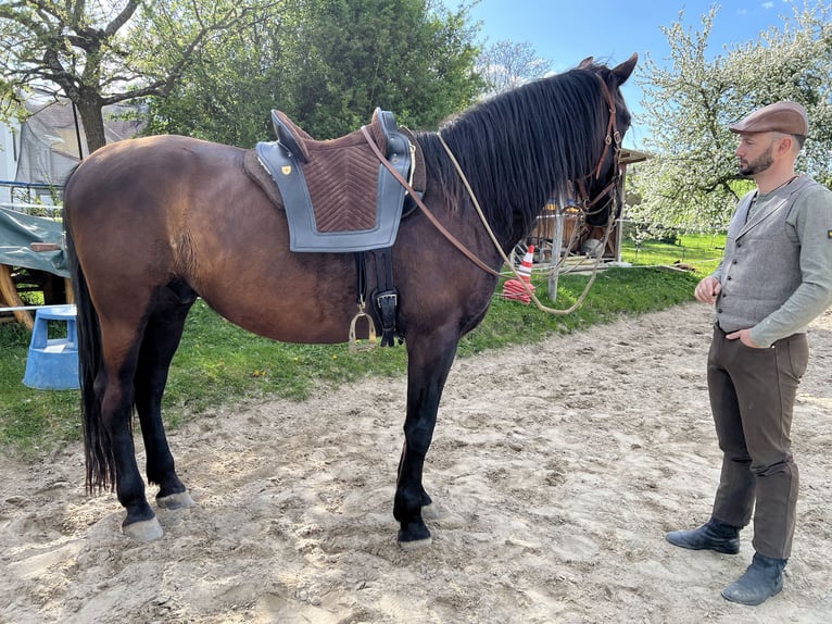 PRE Mix Wallach 11 Jahre 171 cm Rappe in Modautal