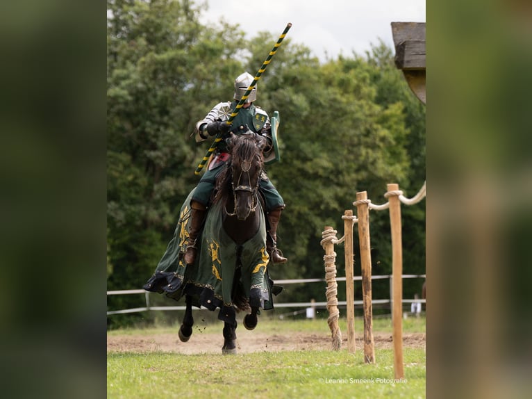 PRE Mix Wallach 11 Jahre 171 cm Rappe in Modautal