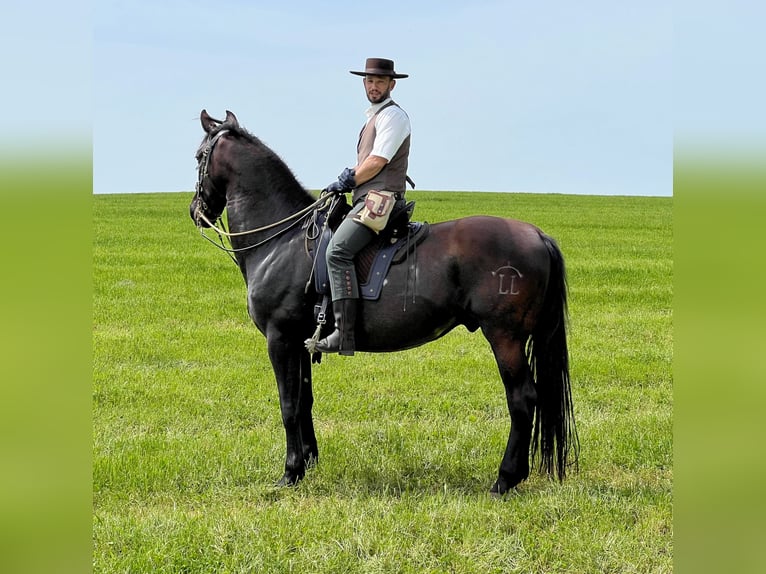PRE Mix Wallach 11 Jahre 171 cm Rappe in Modautal