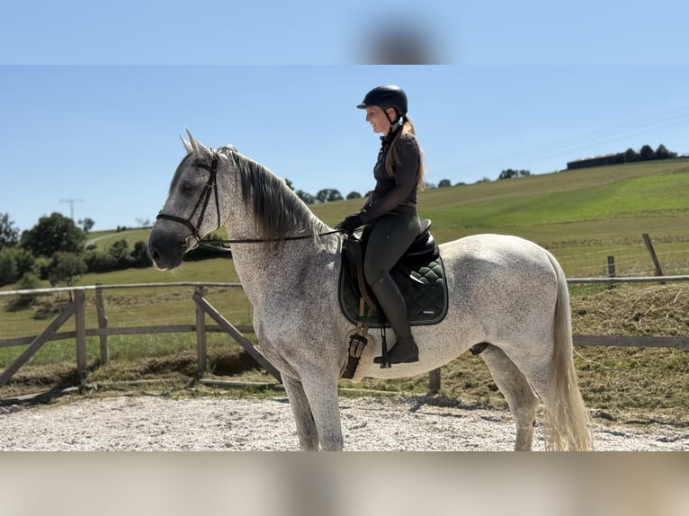PRE Mix Wallach 11 Jahre 172 cm Schimmel in Renthendorf