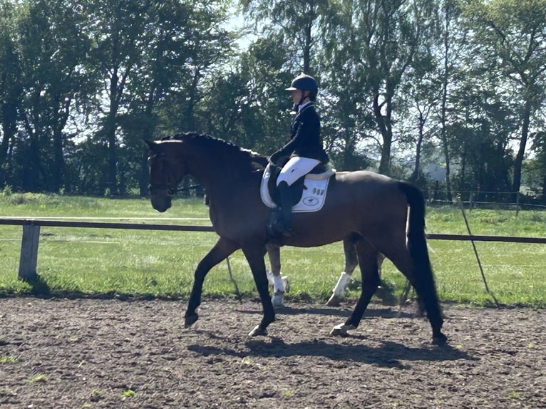 PRE Wallach 11 Jahre 175 cm Brauner in Norden Norddeich