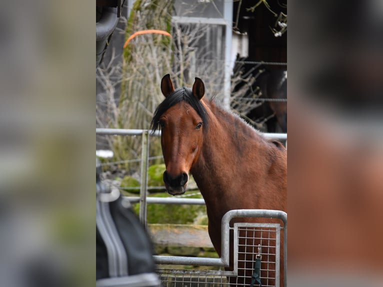 PRE Mix Wallach 11 Jahre in Brennberg