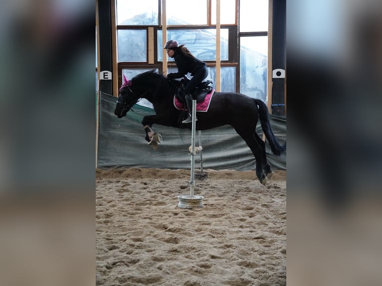 PRE Mix Wallach 11 Jahre in Brennberg