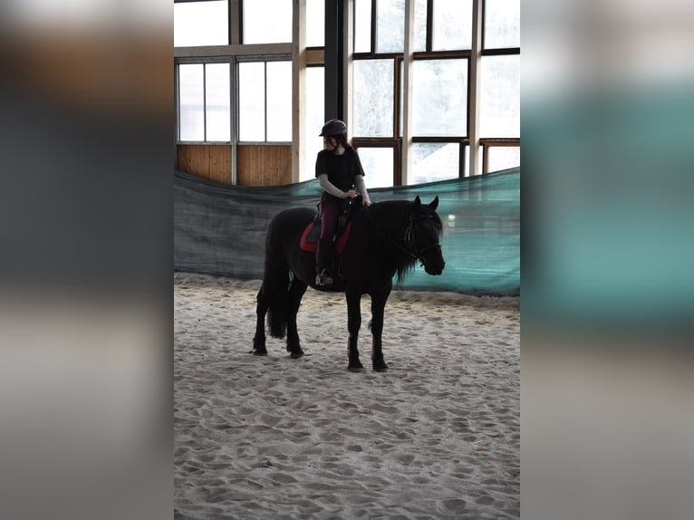 PRE Mix Wallach 11 Jahre in Brennberg