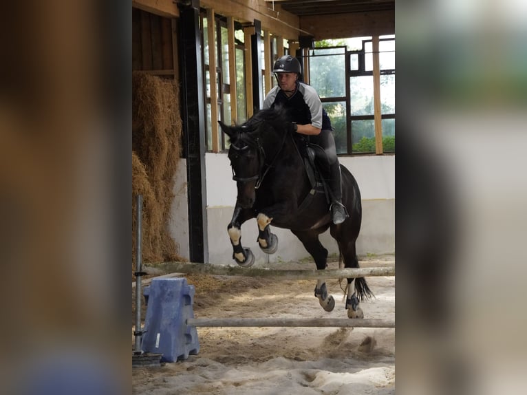 PRE Mix Wallach 11 Jahre in Brennberg