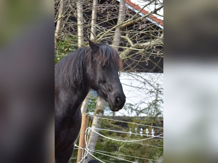 PRE Mix Wallach 11 Jahre in Brennberg