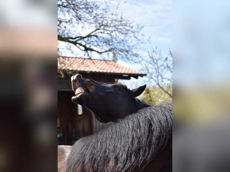 PRE Mix Wallach 11 Jahre in Brennberg