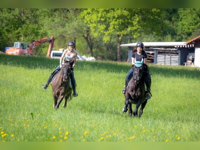 PRE Mix Wallach 11 Jahre in Brennberg