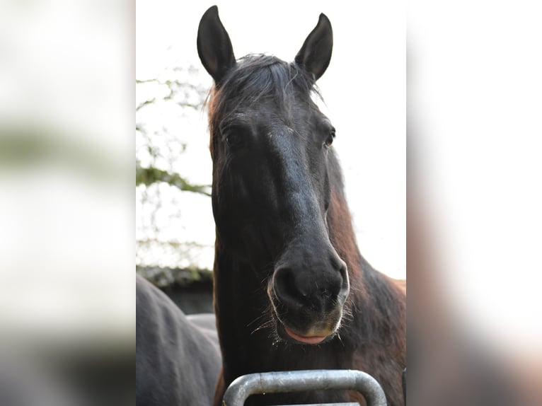 PRE Mix Wallach 11 Jahre in Brennberg