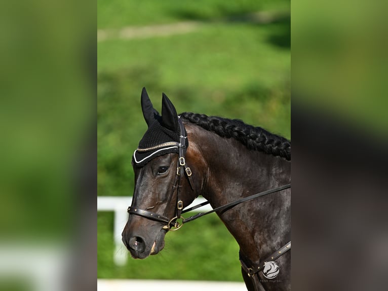 PRE Mix Wallach 12 Jahre 155 cm Brauner in Nussdorf