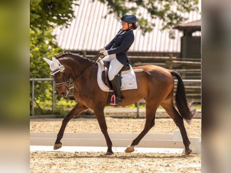 PRE Wallach 12 Jahre 155 cm Brauner in Balingen