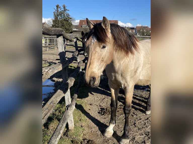 PRE Wallach 12 Jahre 155 cm Falbe in Buchs ZH