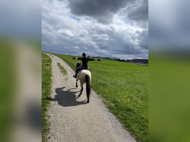 PRE Wallach 12 Jahre 155 cm Falbe in Buchs ZH