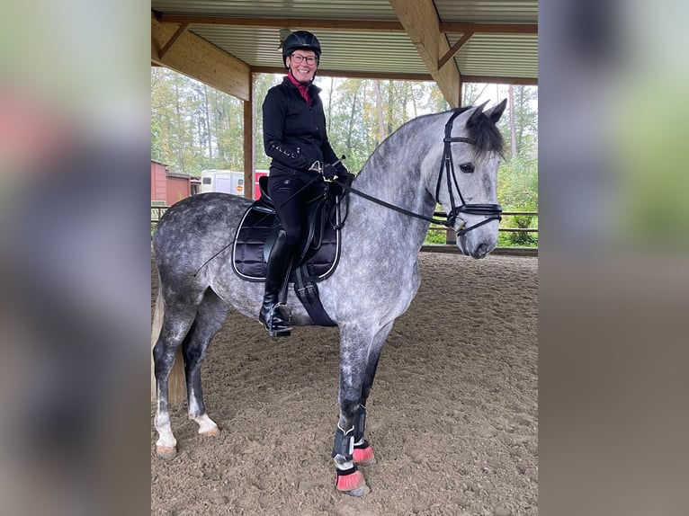 PRE Mix Wallach 12 Jahre 160 cm Apfelschimmel in Kamen