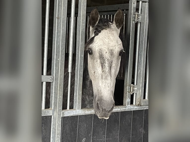 PRE Mix Wallach 12 Jahre 160 cm Apfelschimmel in Kamen