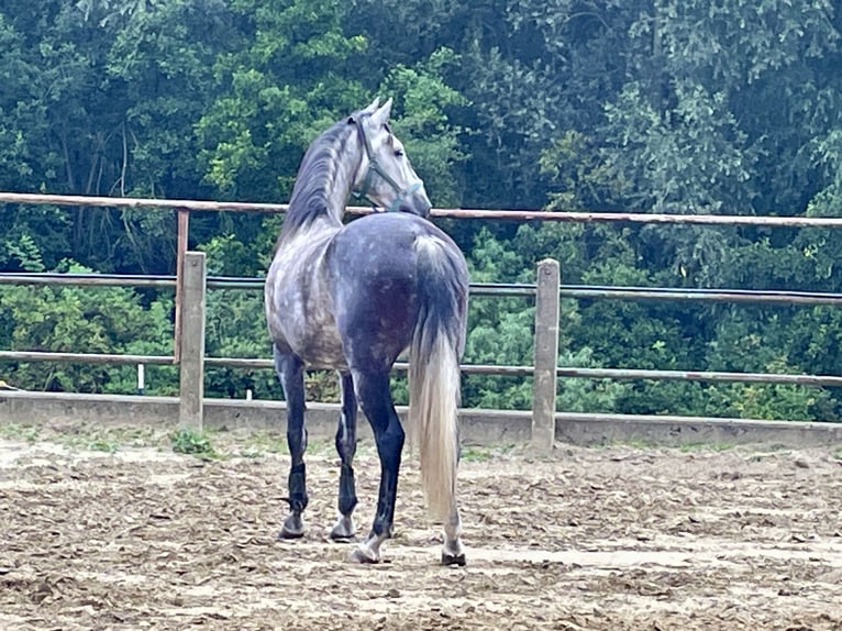 PRE Mix Wallach 12 Jahre 160 cm Apfelschimmel in Kamen