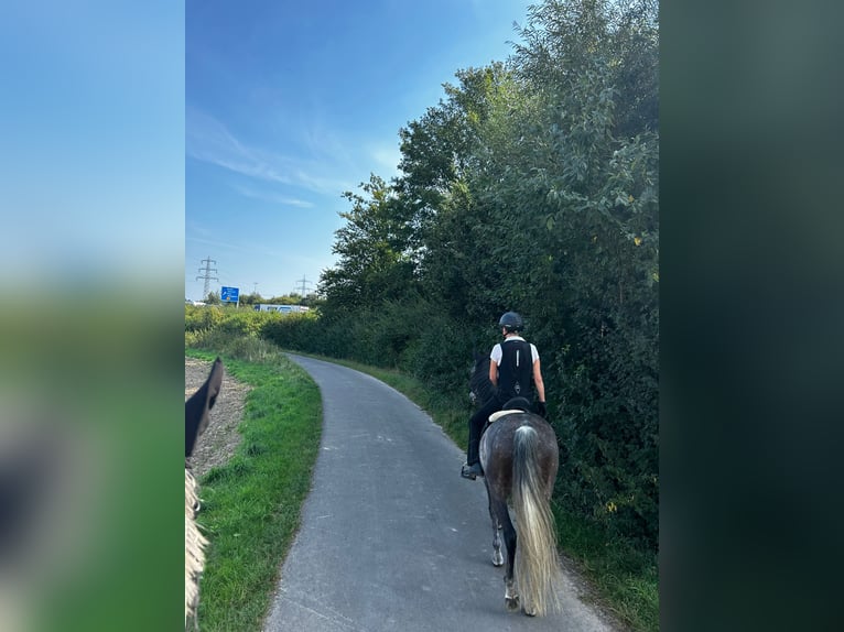 PRE Mix Wallach 12 Jahre 160 cm Apfelschimmel in Kamen