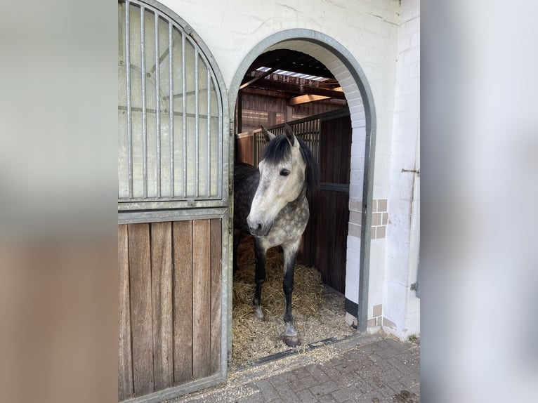 PRE Mix Wallach 12 Jahre 160 cm Apfelschimmel in Kamen