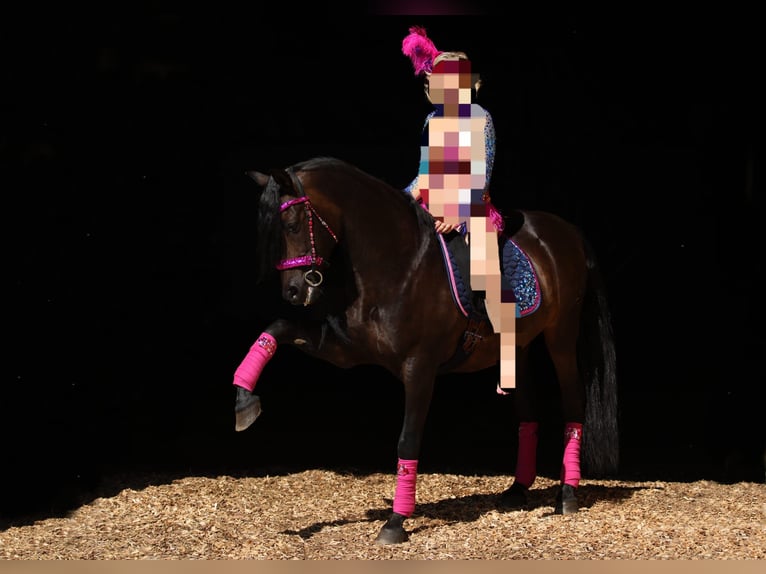 PRE Mix Wallach 12 Jahre 160 cm Dunkelbrauner in M&#xFC;nchen
