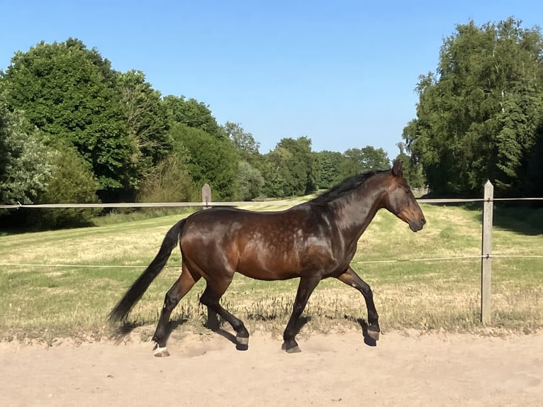 PRE Wallach 12 Jahre 160 cm Dunkelbrauner in Ostrhauderfehn-Holterfehn
