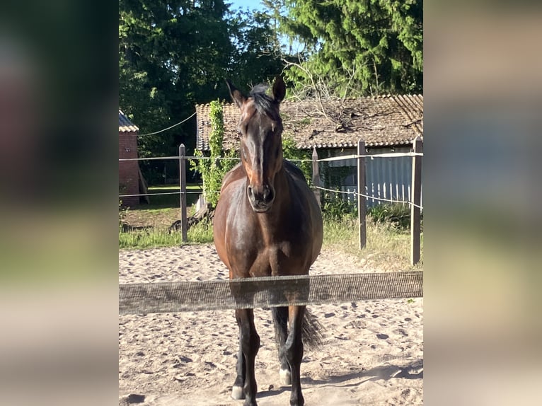 PRE Wallach 12 Jahre 160 cm Dunkelbrauner in Ostrhauderfehn-Holterfehn