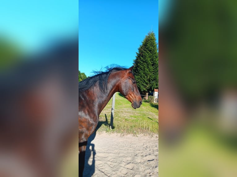 PRE Wallach 12 Jahre 160 cm Dunkelbrauner in Ostrhauderfehn-Holterfehn