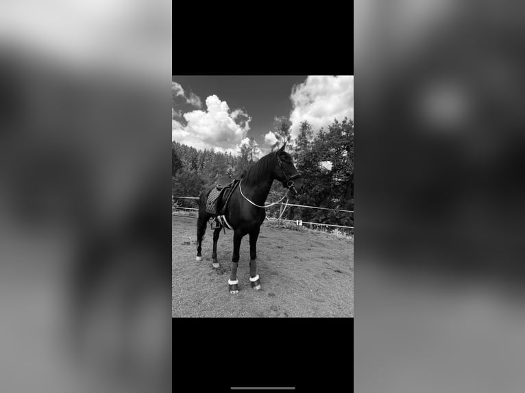 PRE Wallach 12 Jahre 160 cm Rappe in Trofaiach