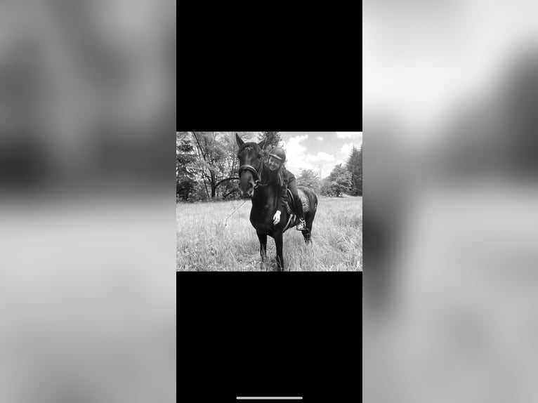 PRE Wallach 12 Jahre 160 cm Rappe in Trofaiach