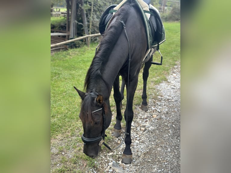 PRE Wallach 12 Jahre 160 cm Rappe in Trofaiach