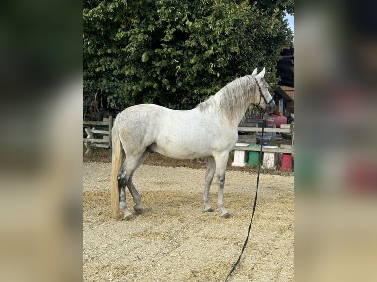 PRE Wallach 12 Jahre 160 cm Schimmel in Neuwied