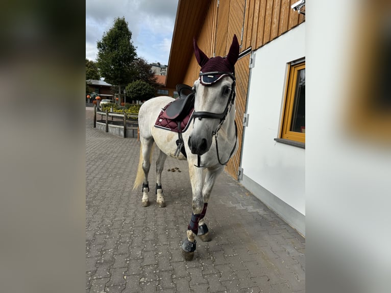 PRE Wallach 12 Jahre 160 cm Schimmel in Neuwied