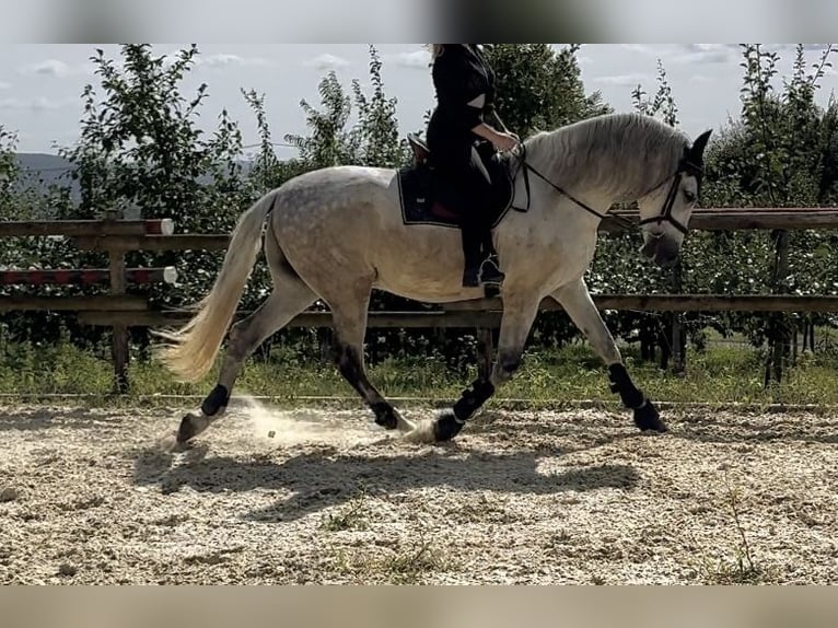 PRE Wallach 12 Jahre 160 cm Schimmel in Neuwied