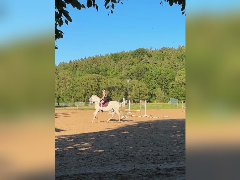 PRE Wallach 12 Jahre 160 cm Schimmel in Breitenhain