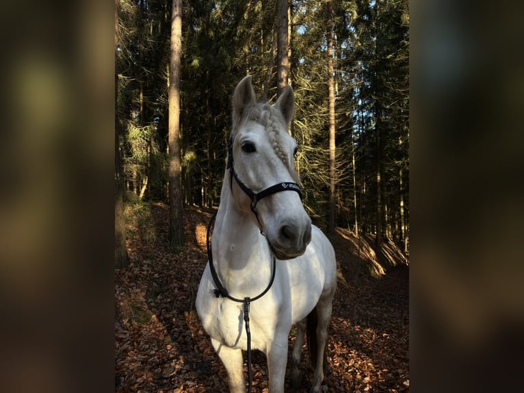 PRE Wallach 12 Jahre 160 cm Schimmel in Breitenhain