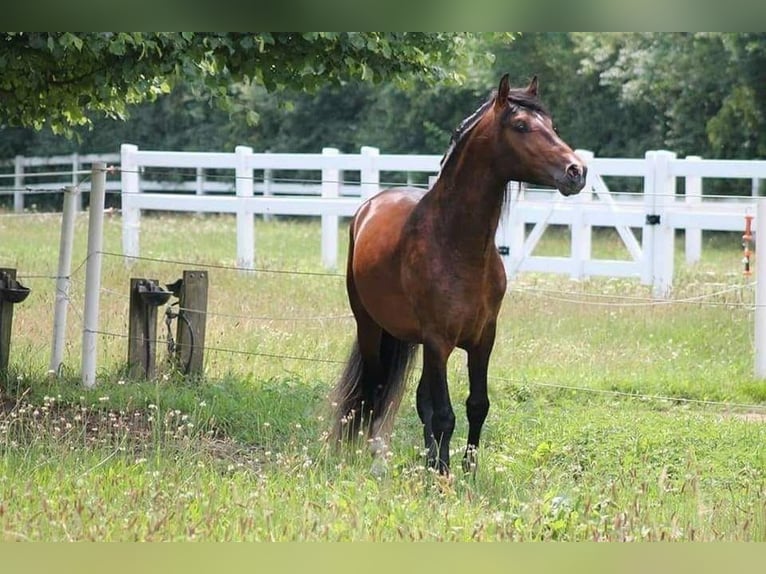 PRE Wallach 12 Jahre 162 cm  in Köln