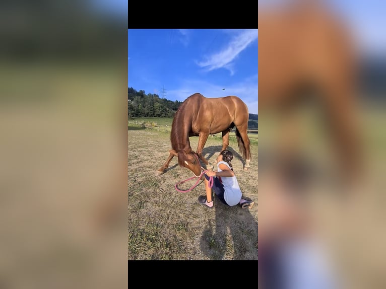 PRE Wallach 12 Jahre 163 cm Fuchs in Bruck an der Mur