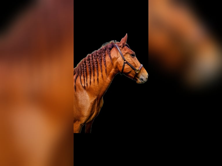 PRE Wallach 12 Jahre 163 cm Fuchs in Bruck an der Mur