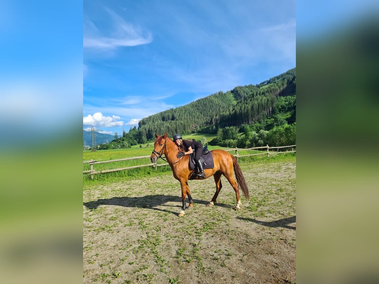 PRE Wallach 12 Jahre 163 cm Fuchs in Bruck an der Mur