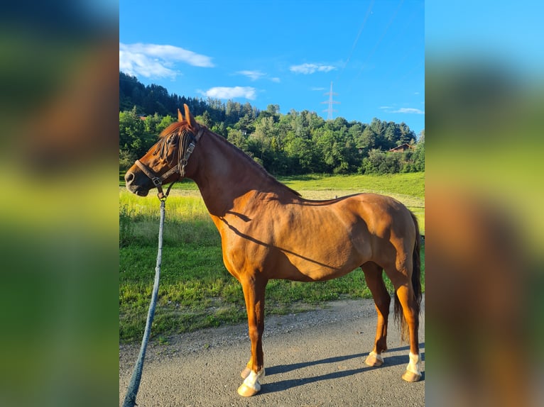 PRE Wallach 12 Jahre 163 cm Fuchs in Bruck an der Mur