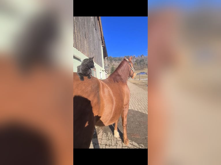 PRE Wallach 12 Jahre 163 cm Fuchs in Bruck an der Mur