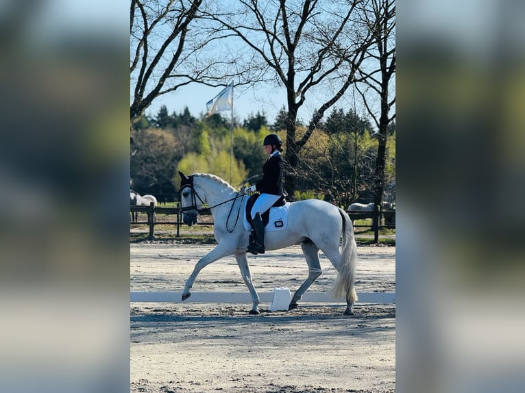 PRE Wallach 12 Jahre 163 cm Schimmel in Nuenen