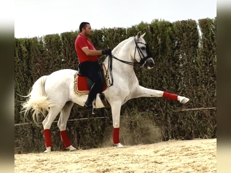 PRE Mix Wallach 12 Jahre 163 cm Schimmel in Jerez De La Frontera